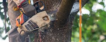 Reliable Hilbert, WI  Tree Services Solutions