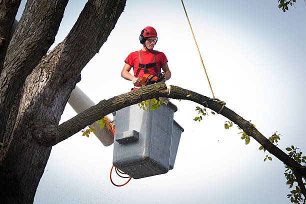 Why Choose Our Tree Removal Services in Hilbert, WI?