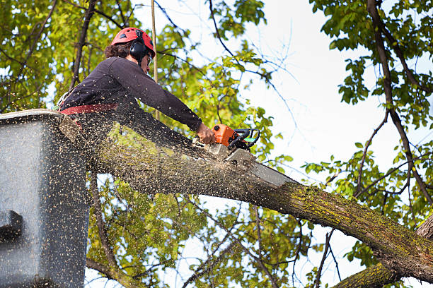 Best Storm Damage Tree Cleanup  in Hilbert, WI